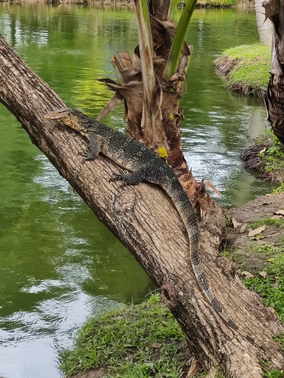 Water monitors walking around in Lumphini park in Bangkok city center