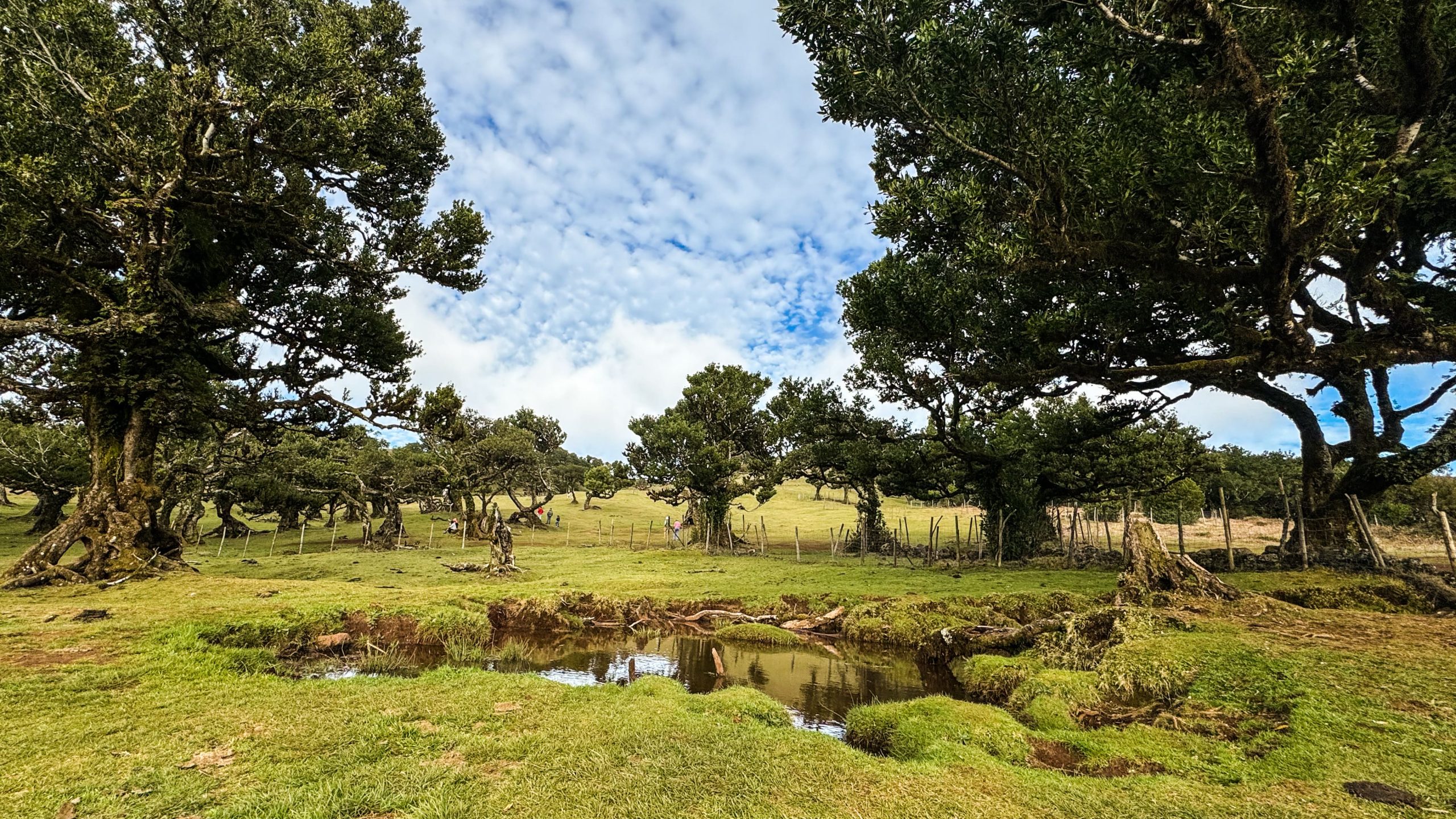 Fanal Forest