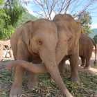 an ethical experience with elephants in Chiang Mai Thailand, The Elephant Nature Park