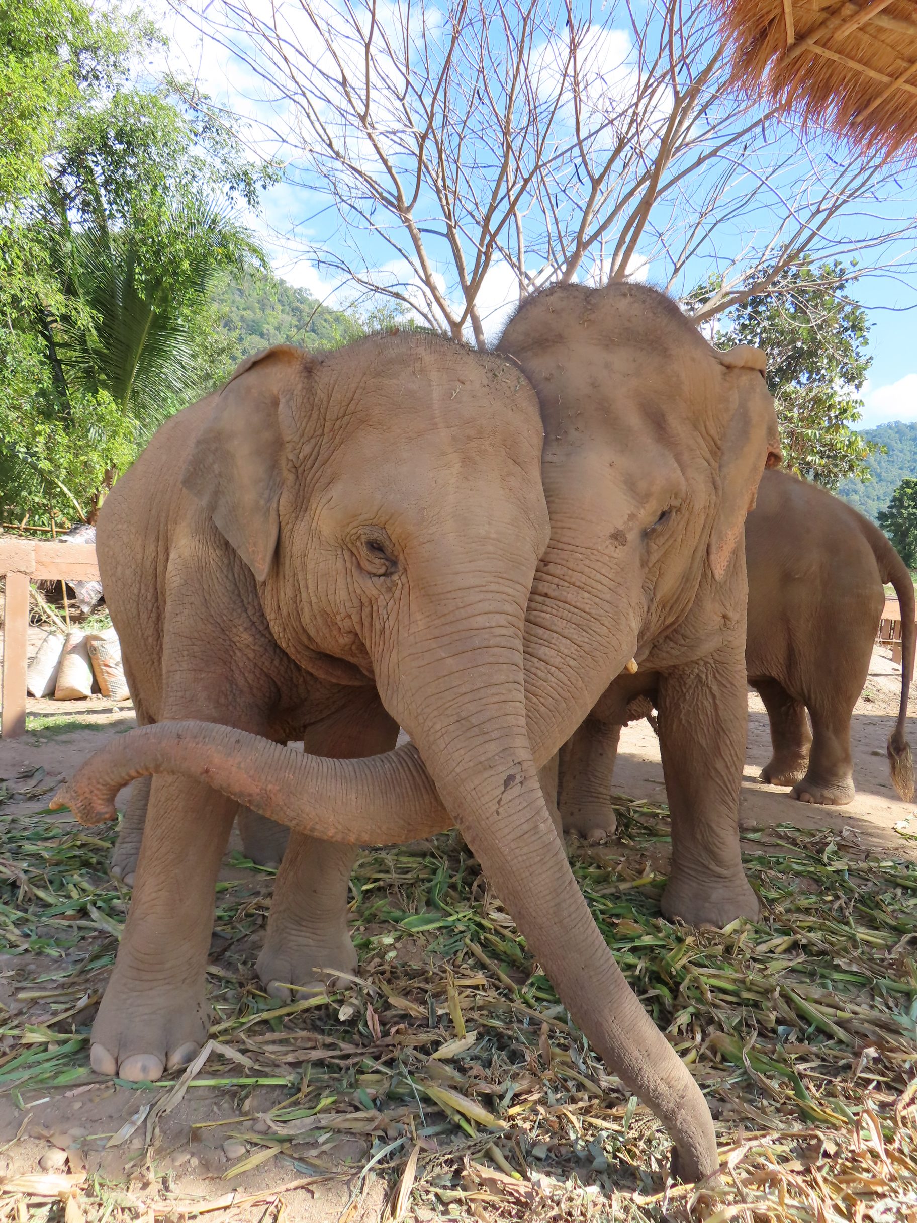 an ethical experience with elephants in Chiang Mai Thailand, The Elephant Nature Park